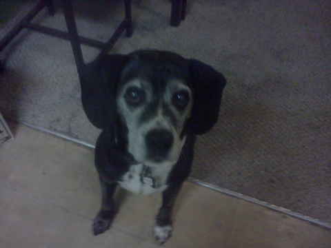 Snickers