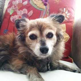 Sooki