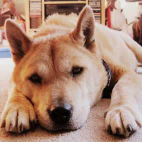 Otto