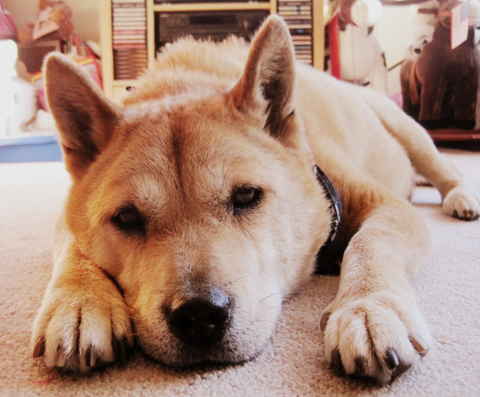 Otto