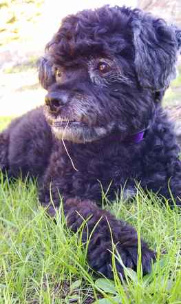 Molly