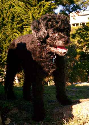 Molly