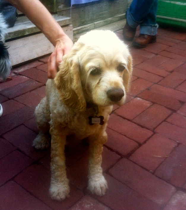 Comet