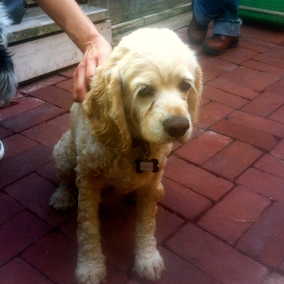 Comet