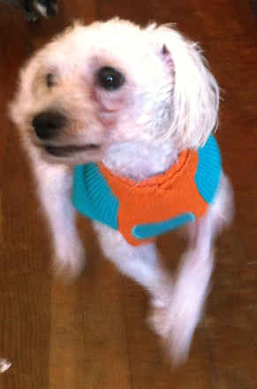 Sadie
