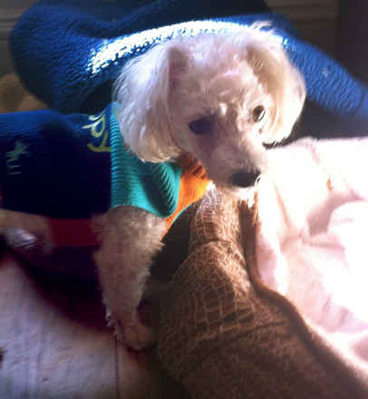 Sadie