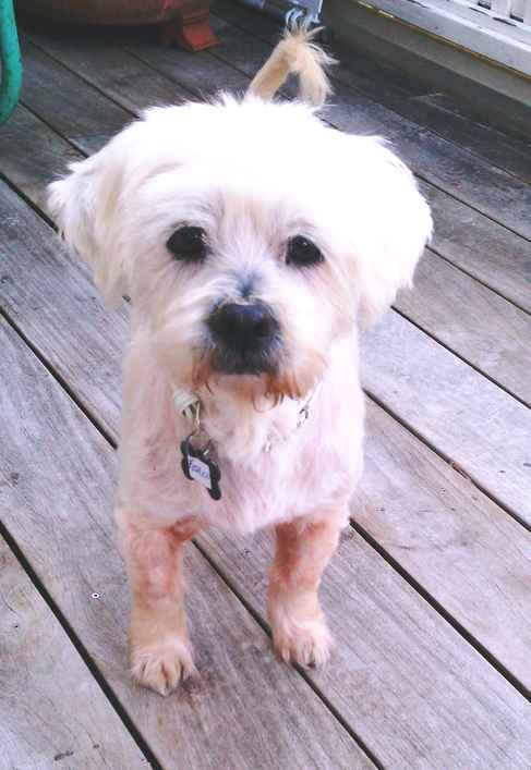 Fergus