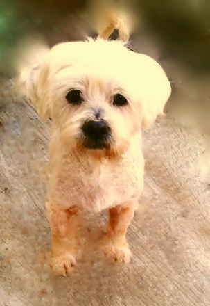 Fergus