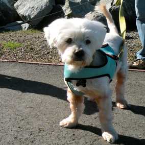 Fergus