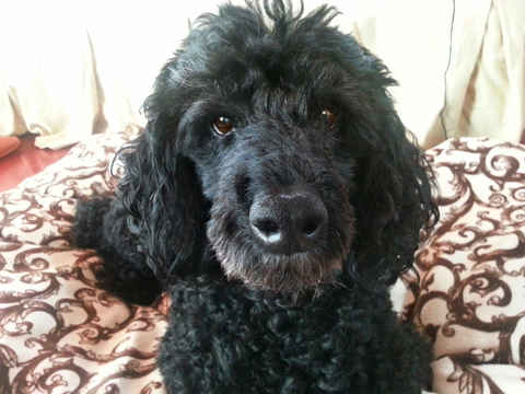 Percy
