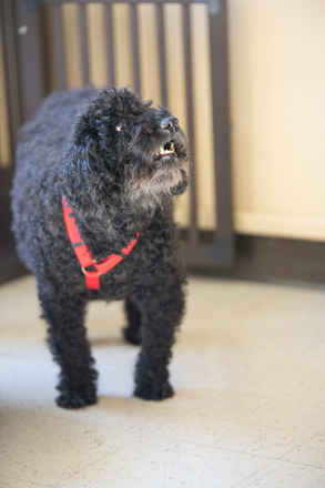 Percy