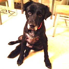 Bailey
