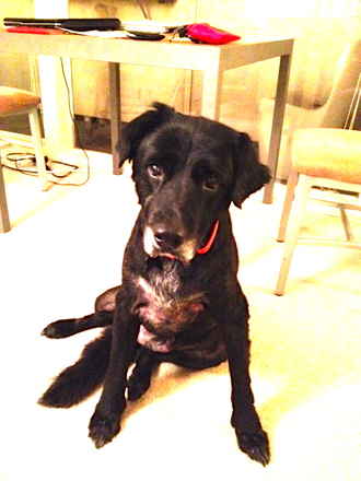 Bailey