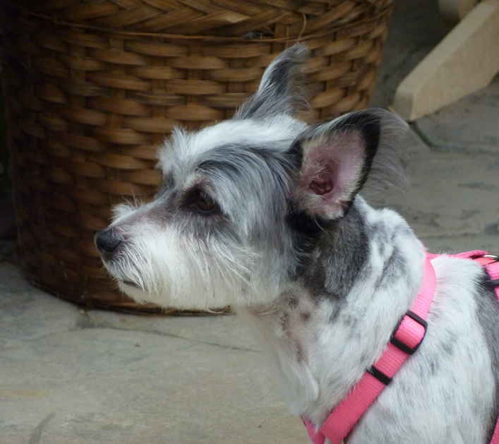 Toshi