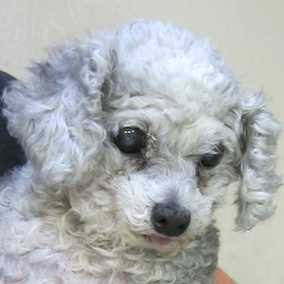 Baby