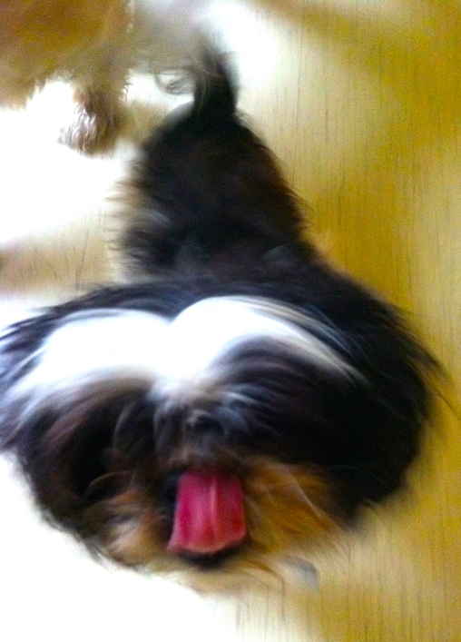 Mushu