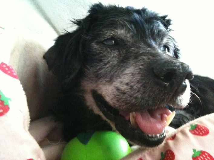 Truffle