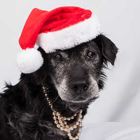 Truffle