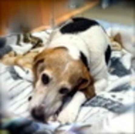Harley