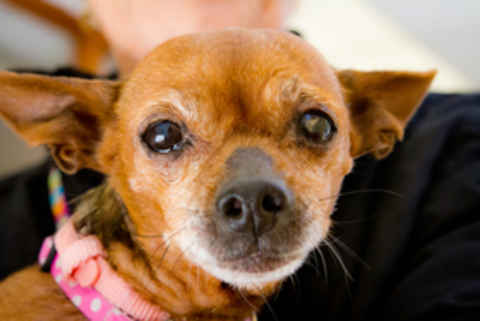 Snookie
