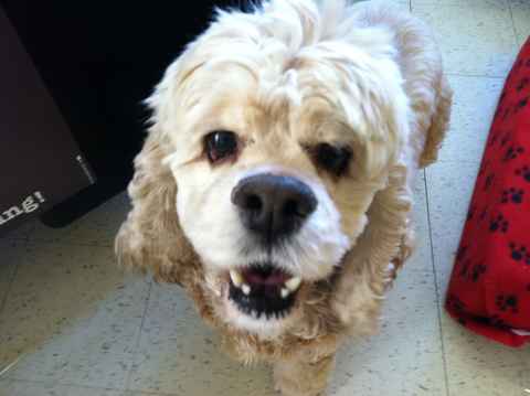 Bailey