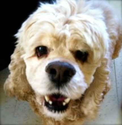 Bailey