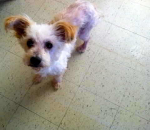Prancer