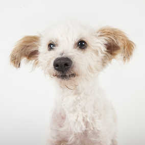 Prancer