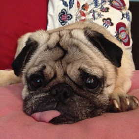 Rocco