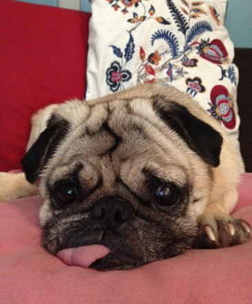Rocco