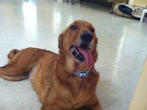 Ginger Snap