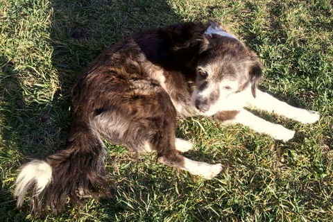 Molly