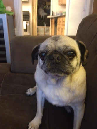 Gertrude