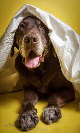 Gentle Ben