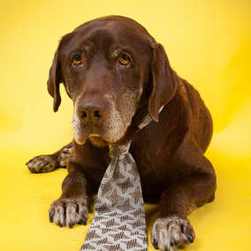 Gentle Ben