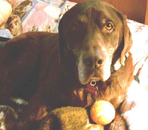 Gentle Ben