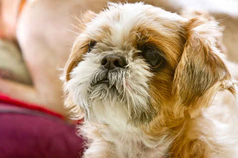 Wookie