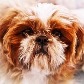 Wookie