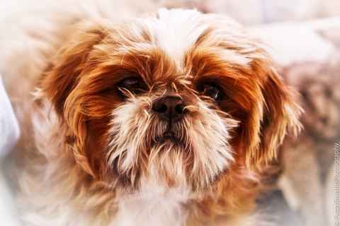 Wookie