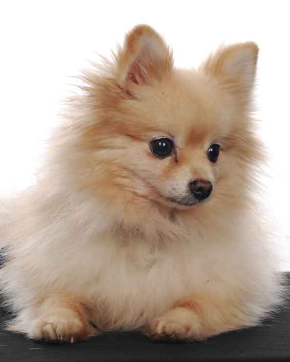 Meko