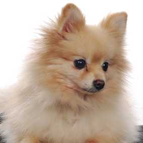 Meko