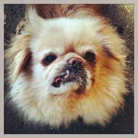 Buddy