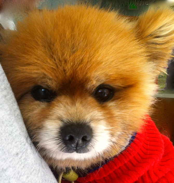 Foxy