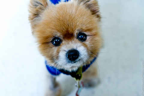 Foxy