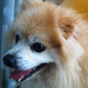 Billy