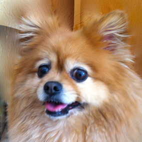 Casey