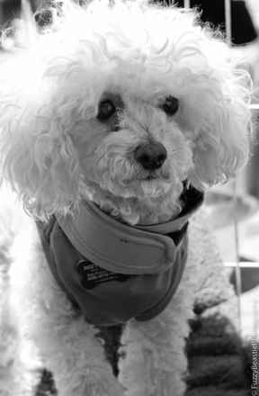 Chico