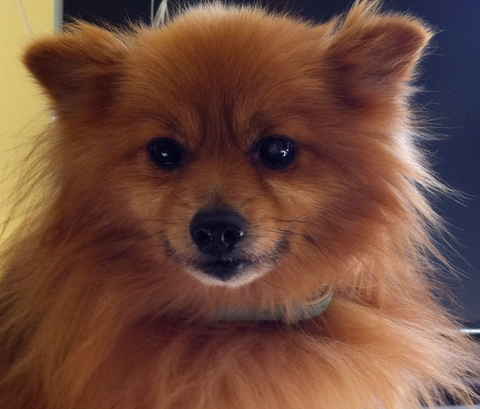 Simba