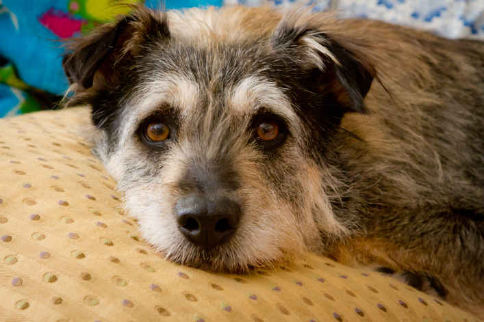 Teddy