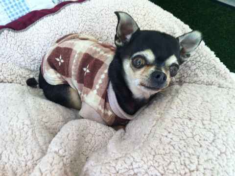 Chiquito